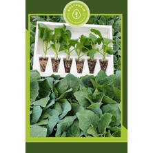 Garden Box Kemer Patlıcan Fidesi (6'lı Ambalaj) Bol Verimli