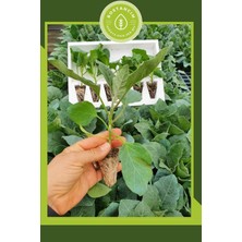 Garden Box Kemer Patlıcan Fidesi (6'lı Ambalaj) Bol Verimli