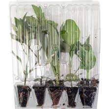 Garden Box Saksılık Özel Bodur Çeri Domates Fidesi (5 Adet) Bol Verimli