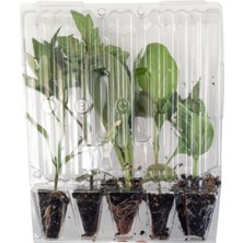 Garden Box Çıtır Çengelköy Salatalık Fidesi (5 Adet) Bol Verimli
