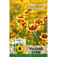 Patika Botanik 100 Adet Kız Gözü (Coreopsis Tinctoria) Çiçek Tohumu