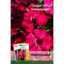 Patika Botanik 100 Adet Hüsnüyusuf (Dianthus Barbatus L.) Çiçek Tohumu