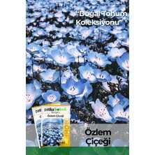 Patika Botanik 50 Adet Özlem Çiçeği Tohumu