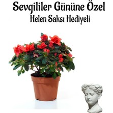 Garden Box Kadınlar Gününe Özel Kırmızı Renk Açelya Çiçeği Helen Saksı Hediyeli