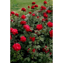 Garden Box Sevgililer Gününe Özel Hediyelik Kırmızı Renk Gül Fidanı Helen Saksı Hediyeli