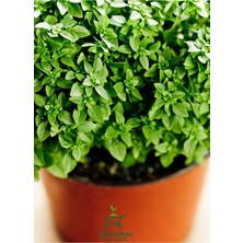 Ocimum Basilicum Kokulu Fesleğen Fidesi 1  Adet Saksılı 15-25CM