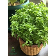 Yoğun Formlu Fesleğen Fidesi 1 Adet Saksılı (Ocimum Basilicum)