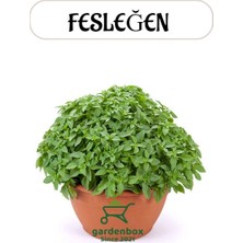Kokulu Fesleğen Fidesi 1 Adet Sakıslı 15-25CM (Ocimum Basilicum)