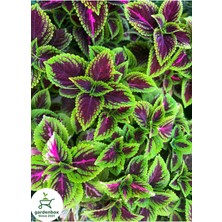 Yeşil  Yaprak Güzeli Çiçeği 1 Adet Saksılı Kolyos (Coleus)
