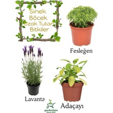 Sinek Böcek Kovucu Bitki Seti Lavanta+Fesleğen+Adaçayı Bitkisi 10-20CM Boylarında