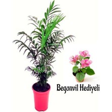Videolu Dağ PALMIYESI(20-40CM) Mini Pembe Begonvil Hediyeli 1 Adet Saksılı Iç-Dış Mekan Bitkisi