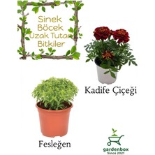 Garden Box Sinek Böcek Kovucu Bitki Seti Fesleğen+Kadife Çiçeği 10-20 cm Boylarında