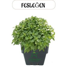 Kokulu Top Fesleğen Fidesi 1 Adet Saksılı 20-30CM Ocimum Basilicum
