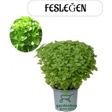 Yoğun Kokulu Fesleğen Fidesi 1 Adet Saksıllı 20-25CM