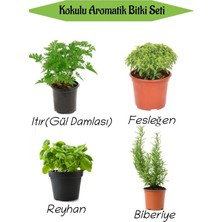 Aromatik Kokulu Mutfak Seti Itır Çiçeği+Fesleğen+Reyhan+Biberiye Fidesi 4 Adet