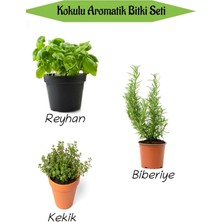 Aromatik Kokulu Mutfak Seti Reyhan+Biberiye Fidanı+Kekik Fidesi 3 Adet