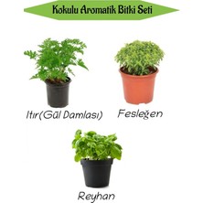 Aromatik Kokulu Mutfak Seti Itır Çiçeği+Fesleğen Fidanı+Reyahan Fidesi 3 Adet