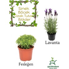 Kokulu Sinek Böcek Kovucu Bitki Seti Lavanta+Fesleğen Çiçeği 10-20CM Boylarında