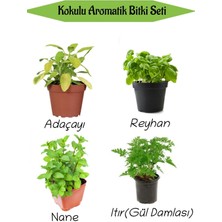 Aromatik Kokulu Mutfak Seti Adaçayı+Reyhan+Nane+Itır Fidesi 4 Adet