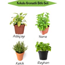 Aromatik Kokulu Mutfak Seti Adaçayı+Nane+Kekik+Reyhan Fidesi 4 Adet