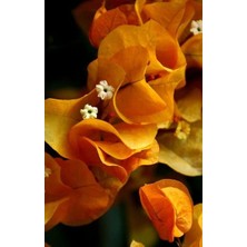 Smyrna Garden Turuncu Begonvil Sarmaşığı / 80-100 cm / Mevsimsel Şu An Az Çiçekli