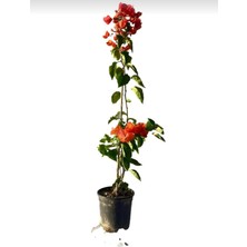 Smyrna Garden Turuncu Begonvil Sarmaşığı / 80-100 cm / Mevsimsel Şu An Az Çiçekli