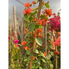 Smyrna Garden Turuncu Begonvil Sarmaşığı / 80-100 cm / Mevsimsel Şu An Az Çiçekli