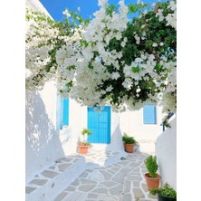 Smyrna Garden Beyaz Begonvil Sarmaşığı / 80-100 cm / Mevsimsel Şu An Az Çiçekli
