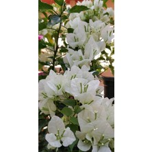 Smyrna Garden Beyaz Begonvil Sarmaşığı / 80-100 cm / Mevsimsel Şu An Az Çiçekli