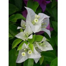 Smyrna Garden Beyaz Begonvil Sarmaşığı / 80-100 cm / Mevsimsel Şu An Az Çiçekli