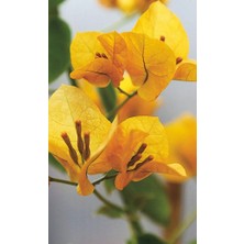 Smyrna Garden Sarı Begonvil Sarmaşığı / 80-100 cm / Mevsimsel Şu An Az Çiçekli
