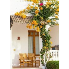 Smyrna Garden Sarı Begonvil Sarmaşığı / 80-100 cm / Mevsimsel Şu An Az Çiçekli