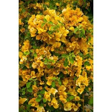 Smyrna Garden Sarı Begonvil Sarmaşığı / 80-100 cm / Mevsimsel Şu An Az Çiçekli