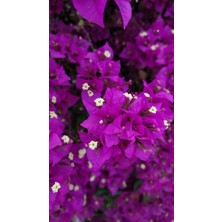 Smyrna Garden Mor Begonvil Sarmaşığı / 80-100 cm / Mevsimsel Şu An Az Çiçekli