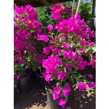 Smyrna Garden Mor Begonvil Sarmaşığı / 80-100 cm / Mevsimsel Şu An Az Çiçekli