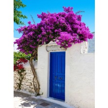 Smyrna Garden Mor Begonvil Sarmaşığı / 80-100 cm / Mevsimsel Şu An Az Çiçekli