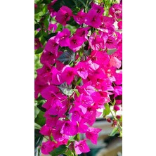 Smyrna Garden Pembe Begonvil Sarmaşığı / 80-100 cm / Mevsimsel Şu An Az Çiçekli