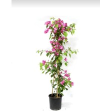 Smyrna Garden Pembe Begonvil Sarmaşığı / 80-100 cm / Mevsimsel Şu An Az Çiçekli