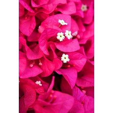 Smyrna Garden Pembe Begonvil Sarmaşığı / 80-100 cm / Mevsimsel Şu An Az Çiçekli