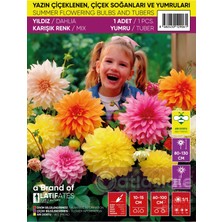 1 Adet Yıldız / Dahlia / Dalya Yumrusu - Karışık Renk