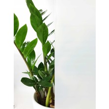 D-C-Fix 176-0338 Rakı Beyazı Kendinden Yapışkanlı Cam Folyo (45 cm x 1 Mt)