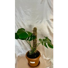 AGAPI Yosun Bitki Destek Çubuğu 65 cm Boy 6 cm Çap