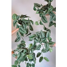 Satin Pothos Sarmaşığı Scindapsus Pictus