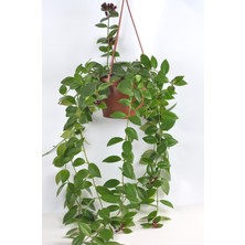 Ruj Çiçeği Aeschynanthus Beyaz Üretim Saksılı