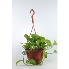 Bibitki Pothos Sarmaşığı Golden Pothos Üretim Saksılı
