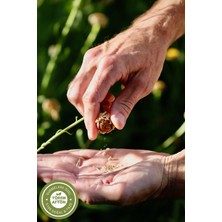 Gülçehre Yörem Afyon Meşhur Erzincan Üzerlik Tohumu,nazar Otu, Yabani | 110GR.