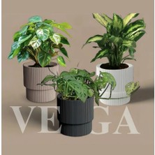 Serinova Vega Dekoratif Modern Saksı