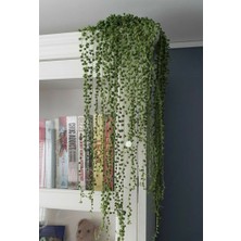 Smyrna Garden İnci Dizisi Sukulent / 5,5 cm Saksıda / Curio Herreanus Succulent / Çok Sevilen Tür