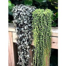 Smyrna Garden İnci Dizisi Sukulent / 5,5 cm Saksıda / Curio Herreanus Succulent / Çok Sevilen Tür