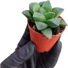Yıldız Kaktüsü / 5,5 cm Saksıda / Haworthia Retusa Succulent / Yastık Aloe / Özel Tür